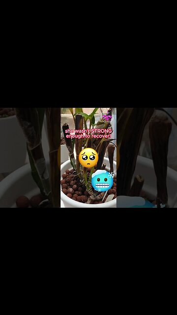 Orchid SET BACK 🩺Diagnosis🧑🏼‍⚕️ COLD DAMAGE Result 2 YEARS IN #ninjaorchids #shorts