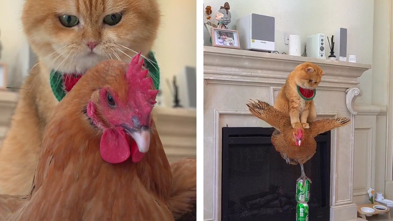 Cat and hen playing jumping