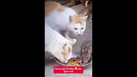 Funny cats with mouse