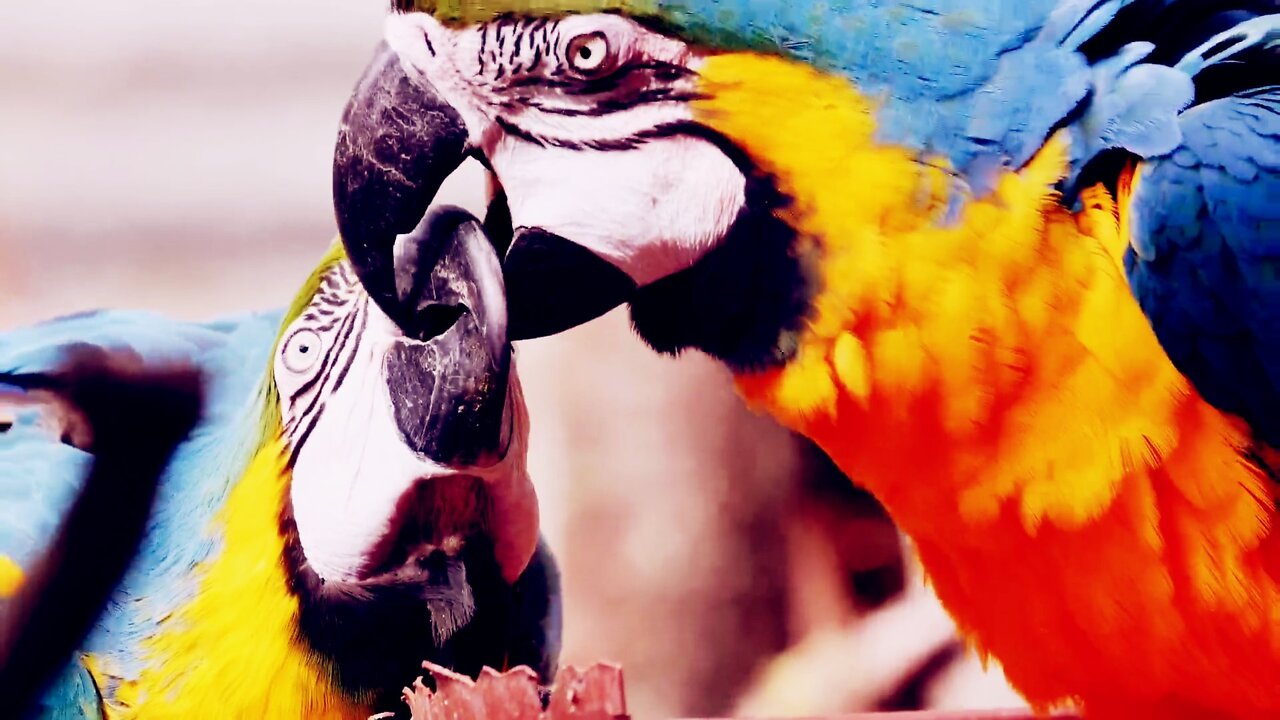 Two parrot brothers feeding each other 🥰