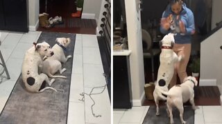 Dogs Have Priceless Reaction After Discovering Their Video Went Viral