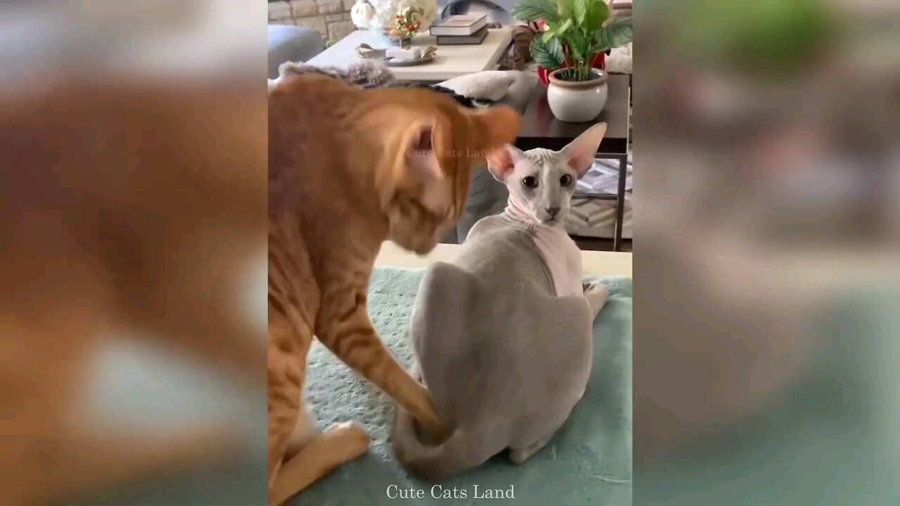 Funny cats 2021 (Risi's Funny Cat )