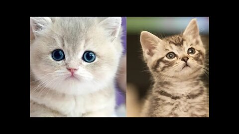 Baby Cats - Cute And Funny Cat Videos Compilation #1 Aww Cuteness #cutecats