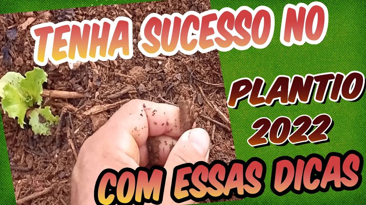Nosso 1° Plantio de Hortaliças no sítio são Lázaro 2022 com dicas de plantio e praga dicas valiosas