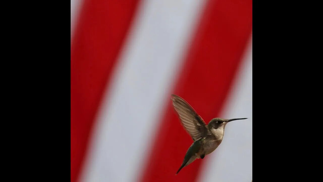 Fulton Texas hummingbirds