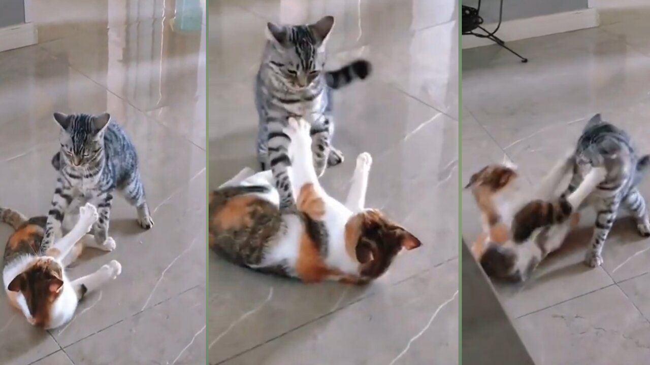 2 cats are fiting ll one cat attacks another।।