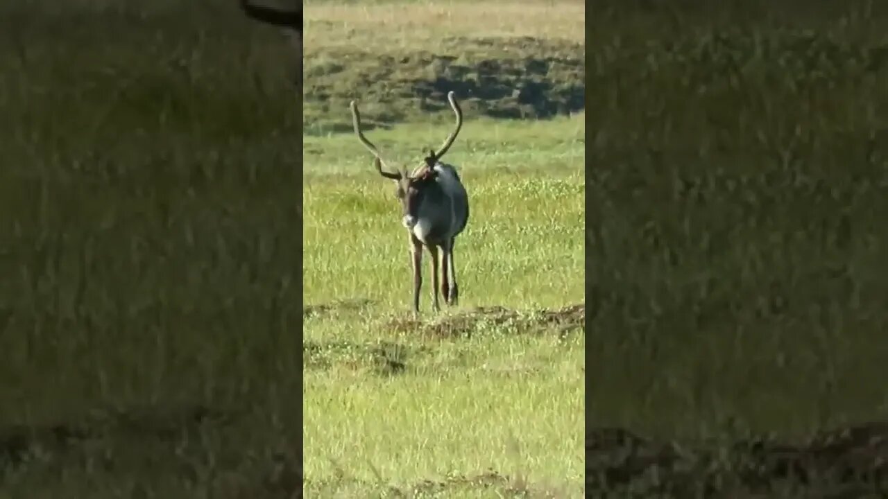 Curious Caribou at 40 Yards!