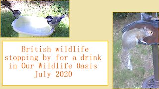 Stopping by for a drink at Our Wildlife Oasis - 18th-22nd July 2020