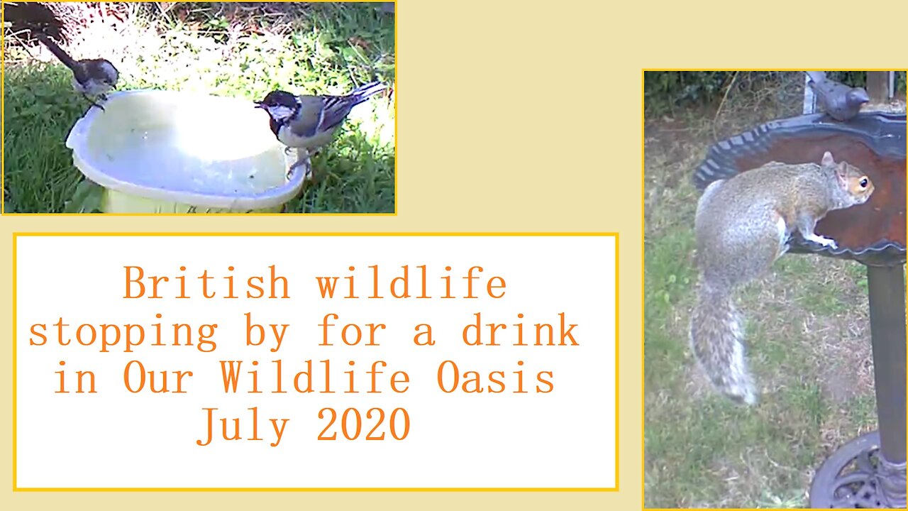 Stopping by for a drink at Our Wildlife Oasis - 18th-22nd July 2020