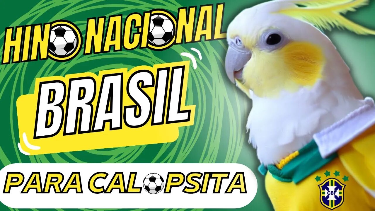 HINO NACIONAL DO BRASIL PARA CALOPSITAS