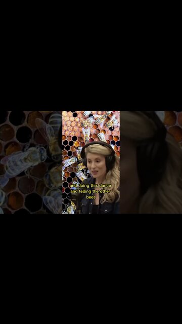 How do bees communicate? Do they really dance to communicate? Erika Thompson & Joe Rogan