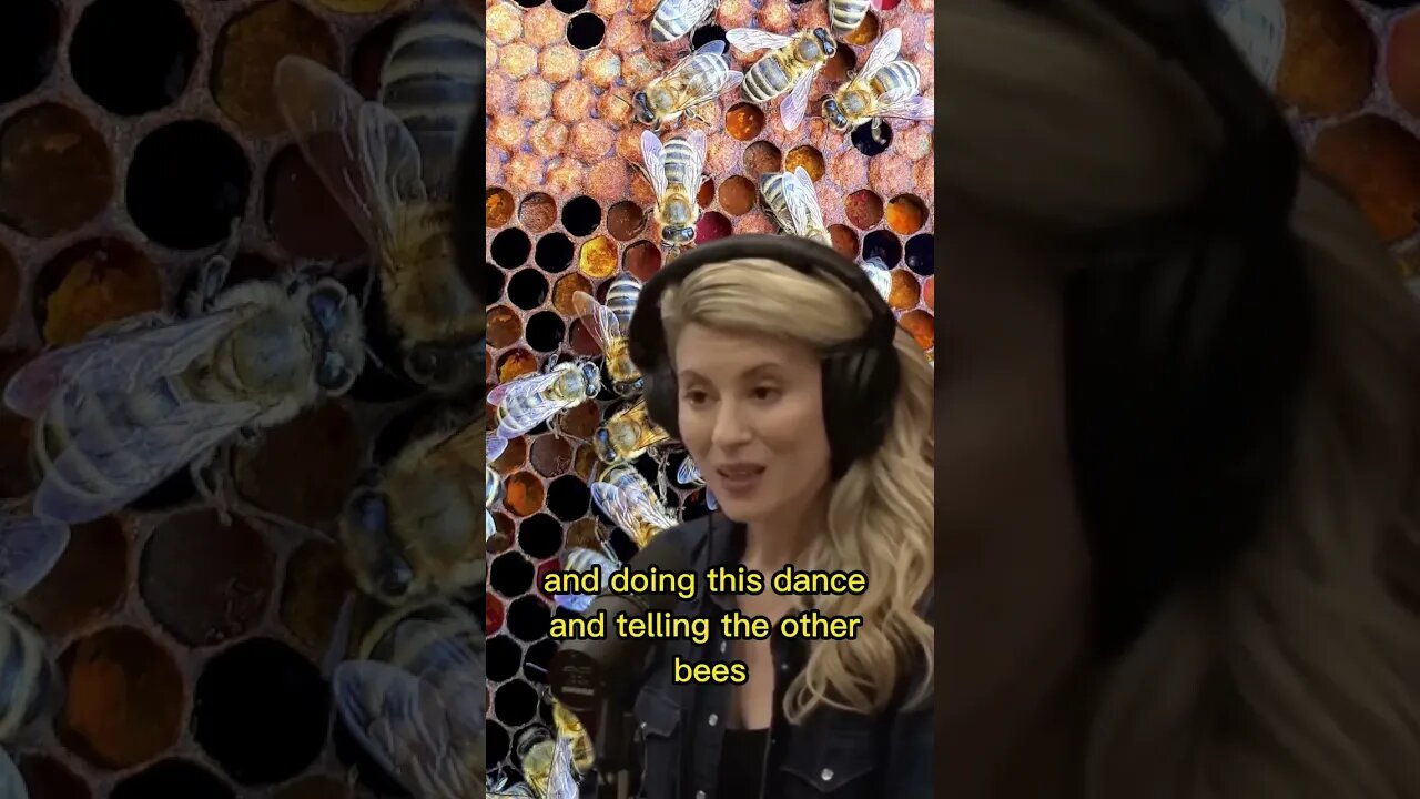 How do bees communicate? Do they really dance to communicate? Erika Thompson & Joe Rogan