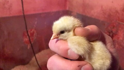 Hatching Day - It's All It's Cracked Up To Be