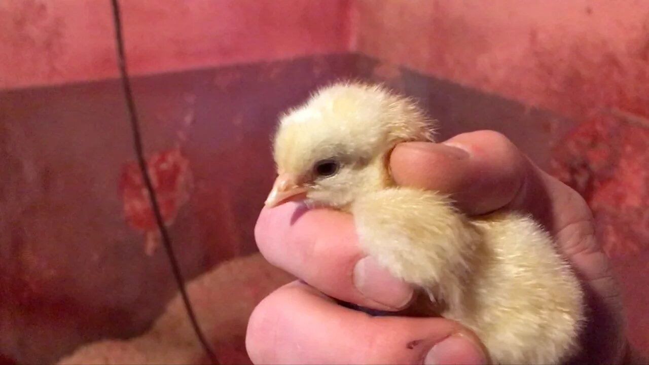 Hatching Day - It's All It's Cracked Up To Be