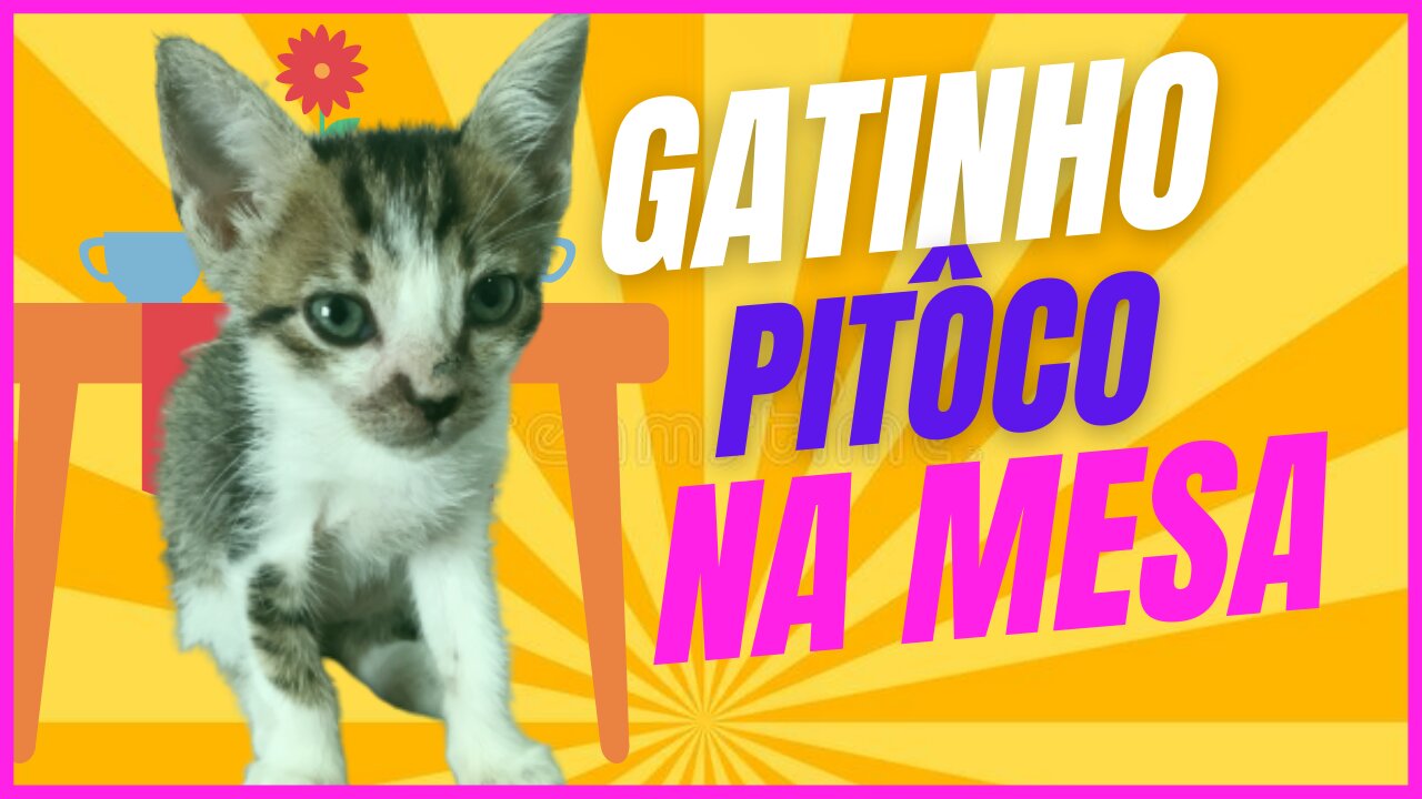 Gatinho pitoco na mesinha querendo comer