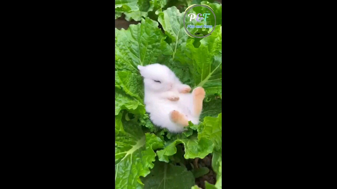 Baby rabbit