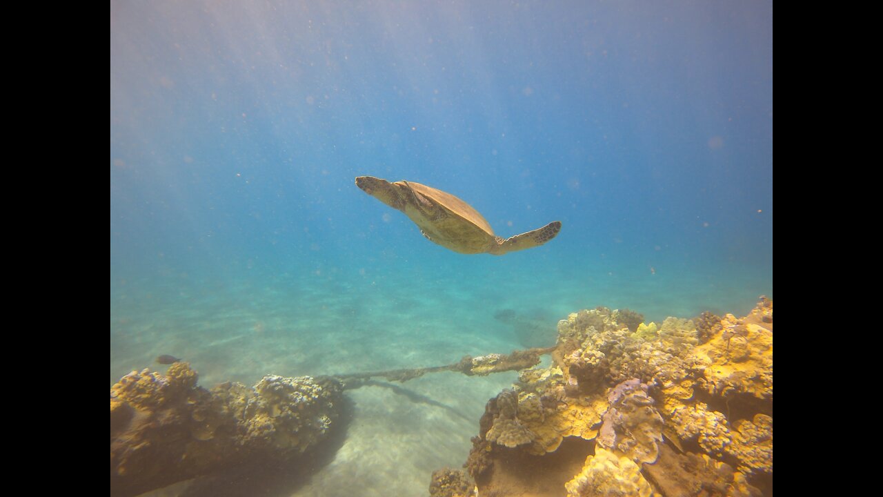 Honu floating by sunken pier