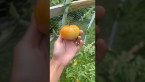 heirloom 🍅 are in! #heirloom #tomatoes #gardening #garden #homestead #foryou #fyp #shorts #happy