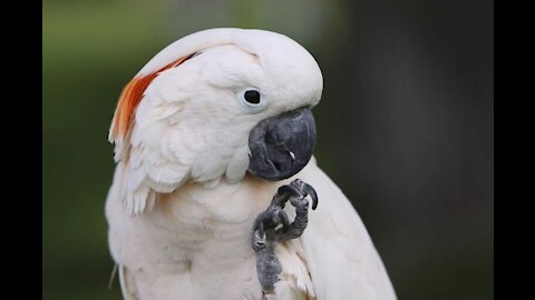 How to get a parrot mad and angry🦜