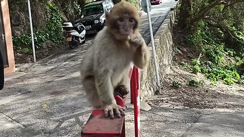 Little monkeys in Gibraltar