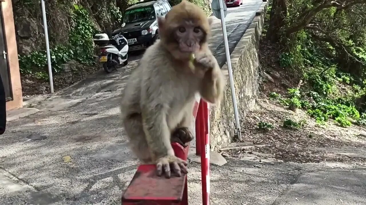 Little monkeys in Gibraltar