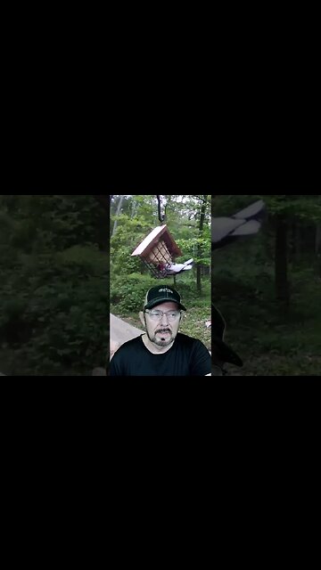 Rose Crested Grosbeak