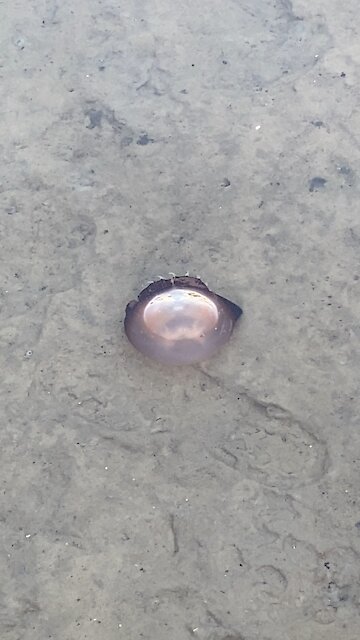 Poisonous Purple Jellyfish