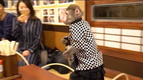 Monkey serves drinks at a bar in Japan