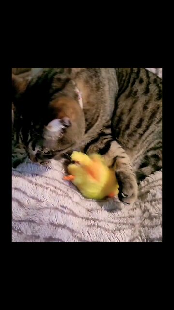 Cat with Flapping Duck Toy #catlover