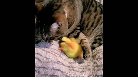 Cat with Flapping Duck Toy #catlover