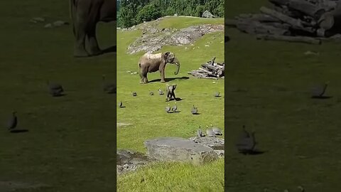 MOMMY, I FELL! Cute baby elephant chasing birds #animal