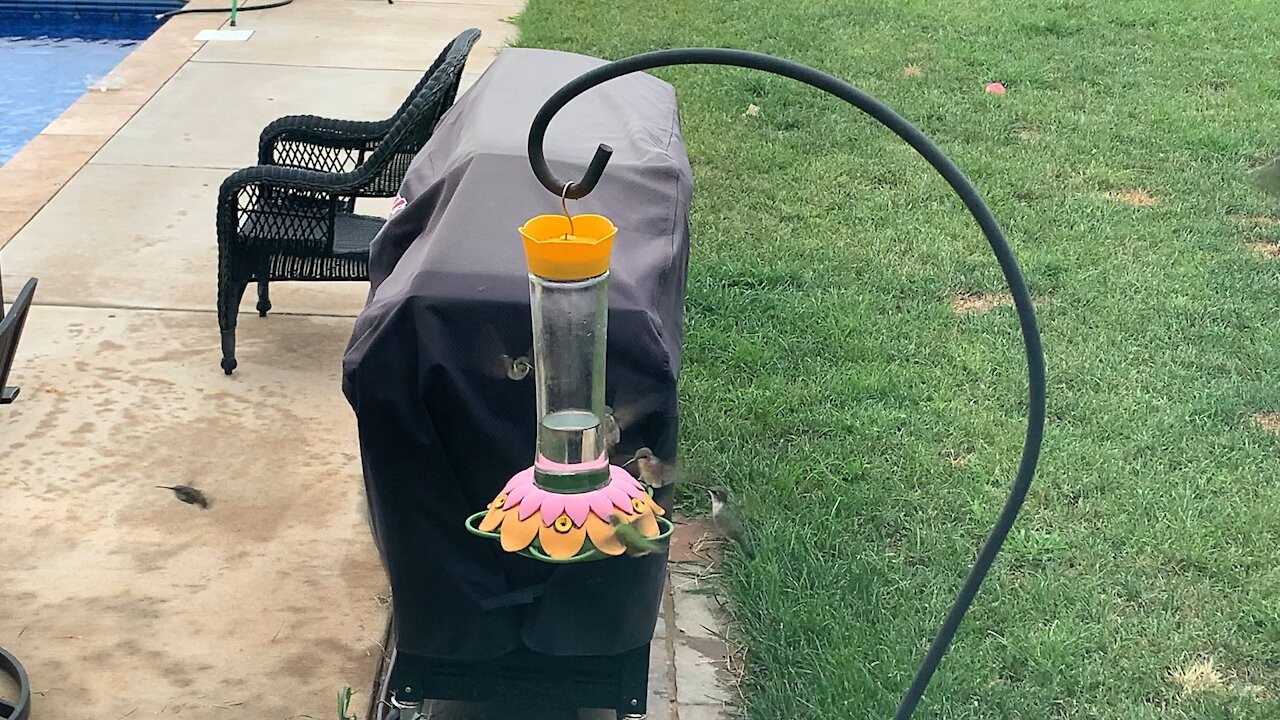 Massive gathering of hummingbirds at backyard feeder