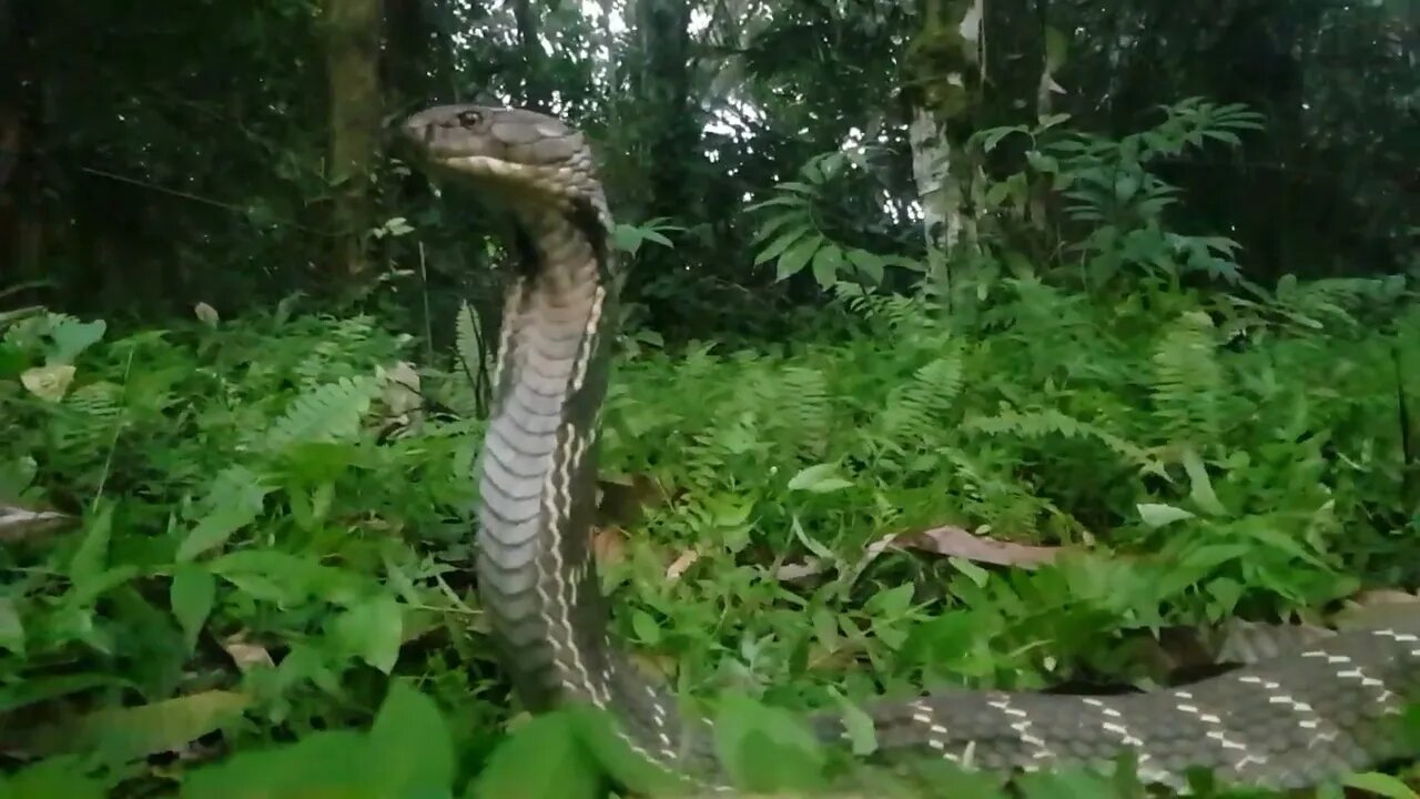 3.7 Meter King Cobra #shorts Wildlife Adventures Corey Wild