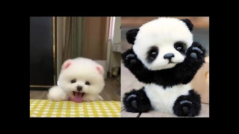 Cute and Funny 🐶😻 Pets Animals Videos