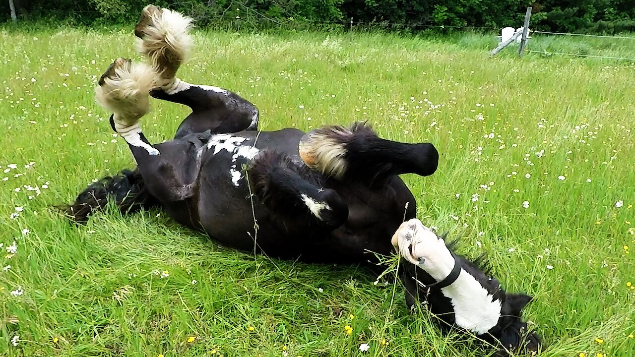 Majestic Clydesdale rolls with pure joy in the sunshine