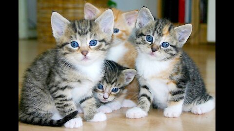 Man Emptying Garbage Bins Was Heartbroken To See Tiny Kittens Abandoned Like Trash