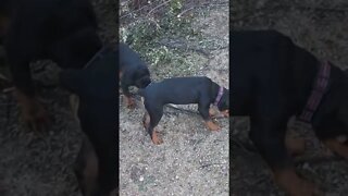 Rottweiler Pups - Eddie & Faye Growing!