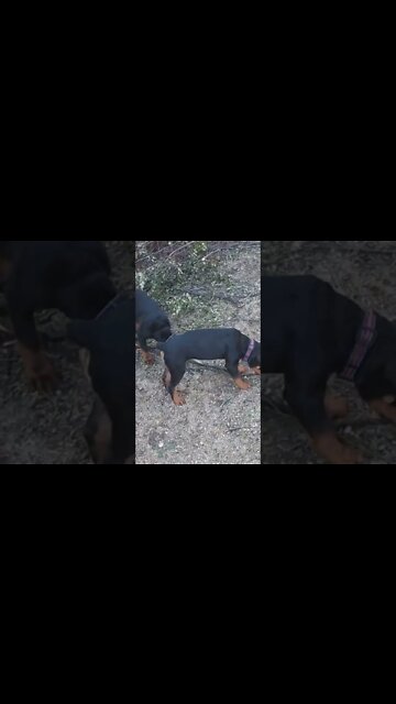 Rottweiler Pups - Eddie & Faye Growing!