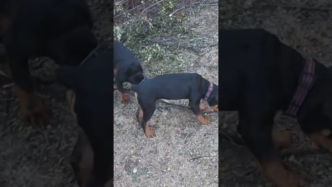 Rottweiler Pups - Eddie & Faye Growing!