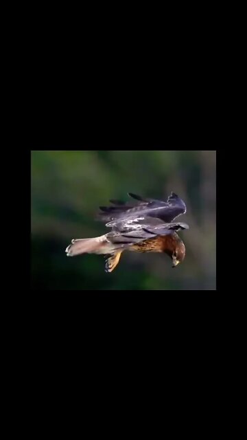 Head stabilization of this red-tailed hawk 📹 #shorts