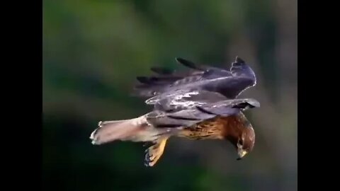 Head stabilization of this red-tailed hawk 📹 #shorts