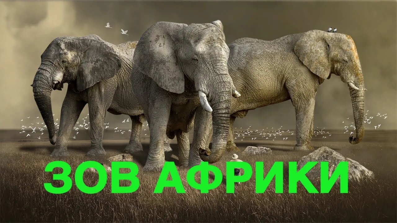 ЗОВ АФРИКИ ДЛЯ ВСЕХ Инга Хосроева