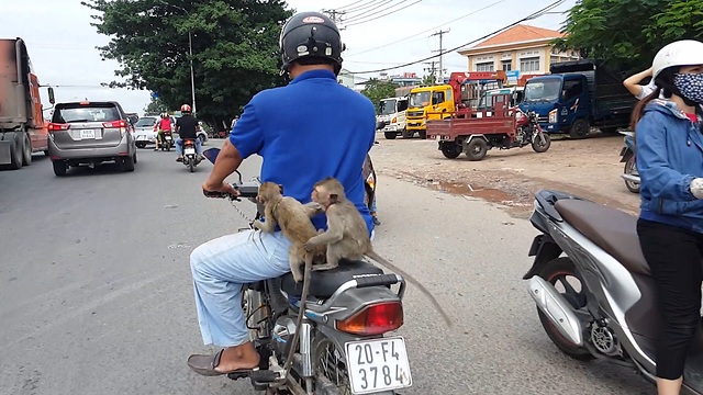 Two Monkeys Hitch A Ride To Town On The Back Of A Motorcycle