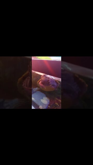 Flash the 🐢 is unstoppable #pets #shorts #fyp #reptiles