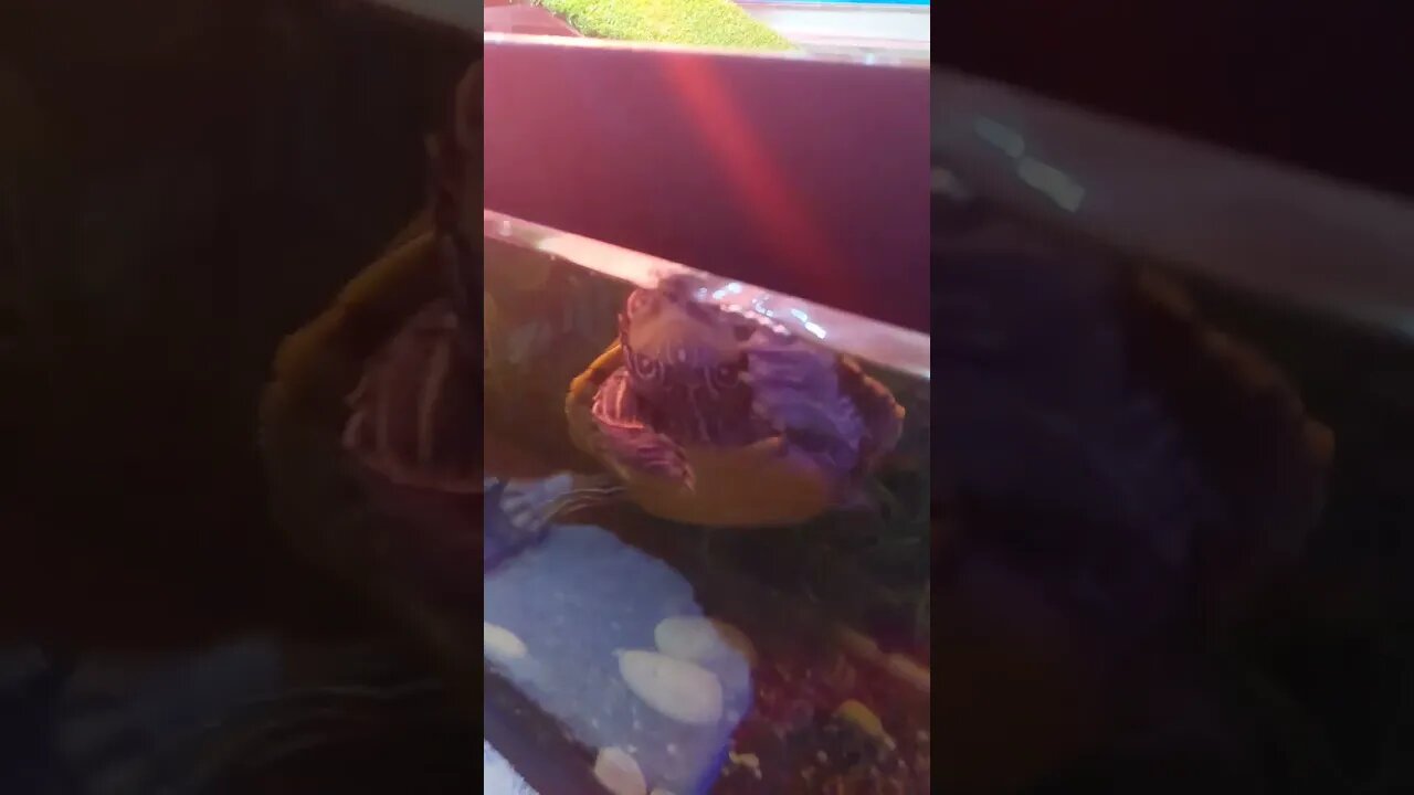 Flash the 🐢 is unstoppable #pets #shorts #fyp #reptiles