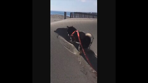 @Shorts Amazing funny and uniques pet videos @Short 23_Full-HD