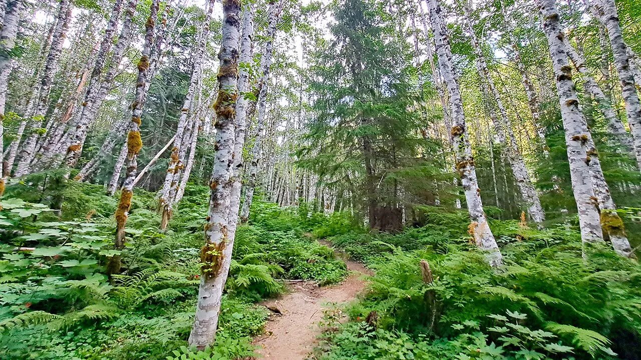 Calming ASMR Walk Through a Wild Birchwood Forest - Washington State