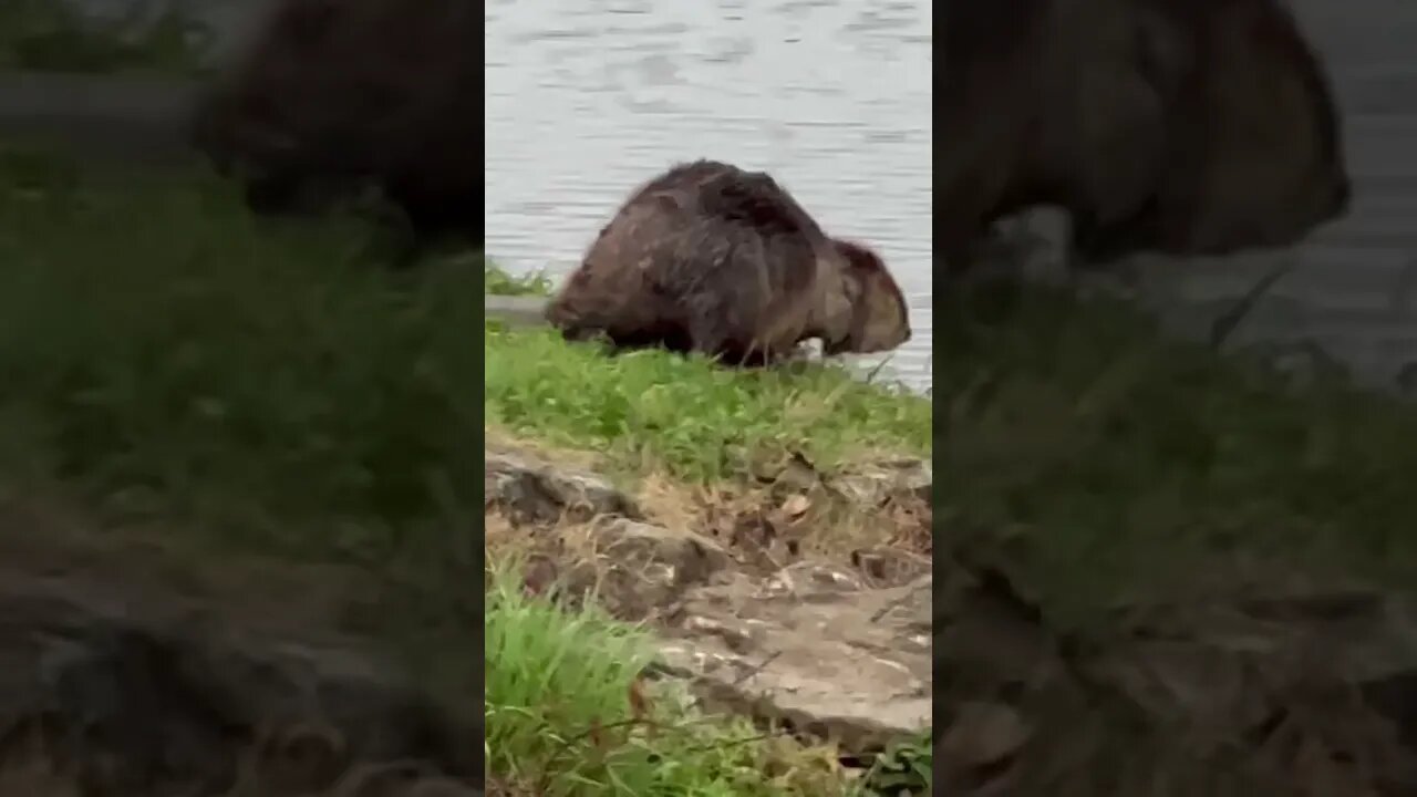 Confused Beaver