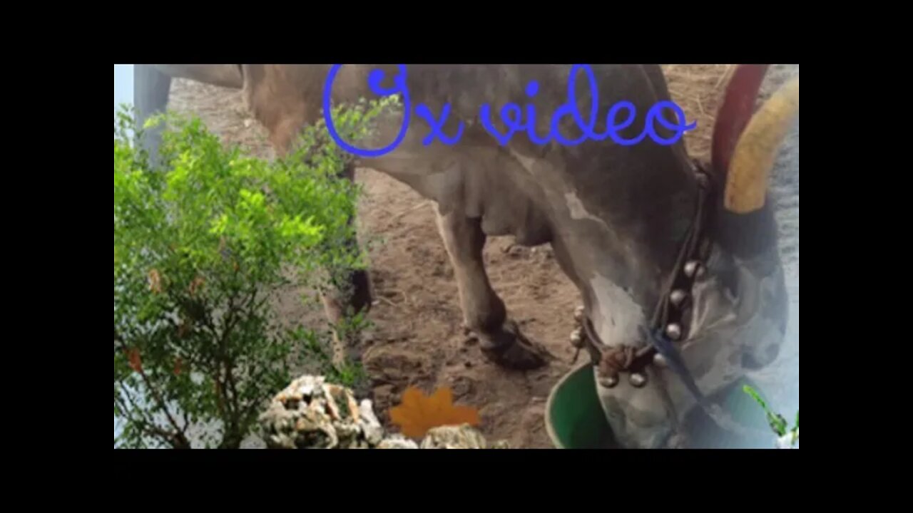 Ox drinking water video,#shorts#,ox video#,#kids video#