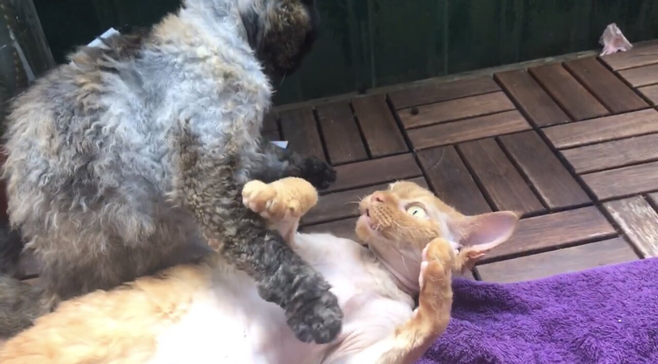 Cats Cuddling Quickly Turns Into Play Fight
